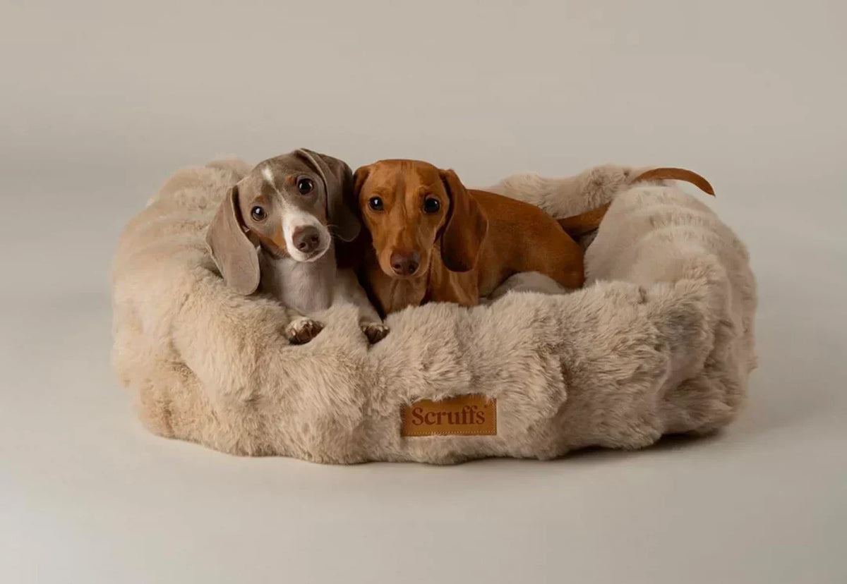 Luxury Dog Essentials